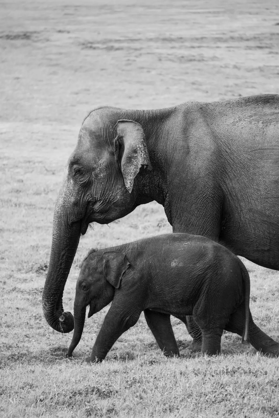 Black-and-white photograph of an elephant and calf walking together at Minneriya