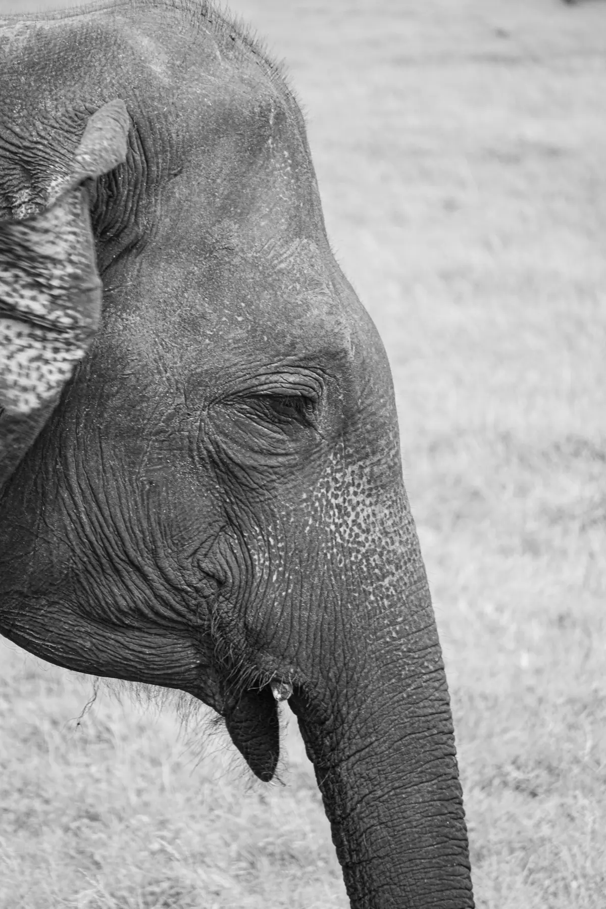 Close black-and-white portrait of a wild elephant at Minneriya