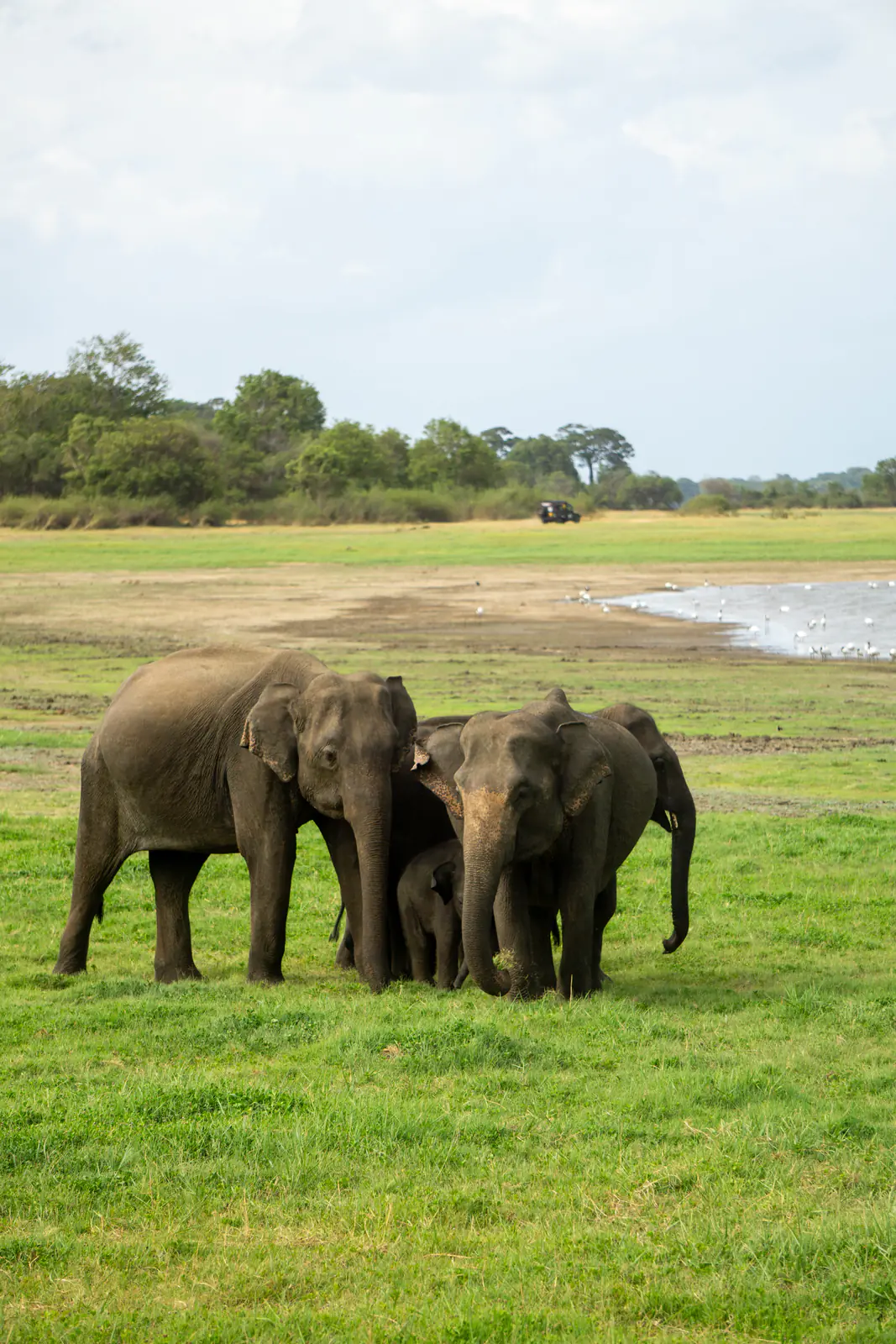 A herd of wild elephants grazing together at Minneriya