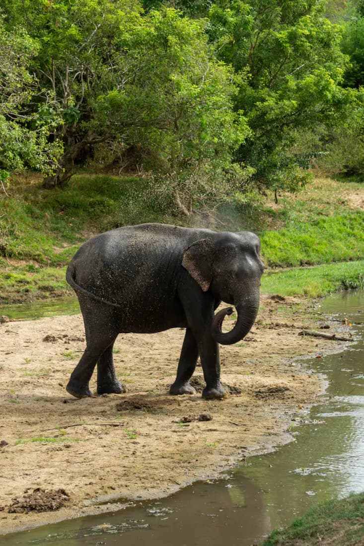 A wild elephant walking beside the water at Minneriya