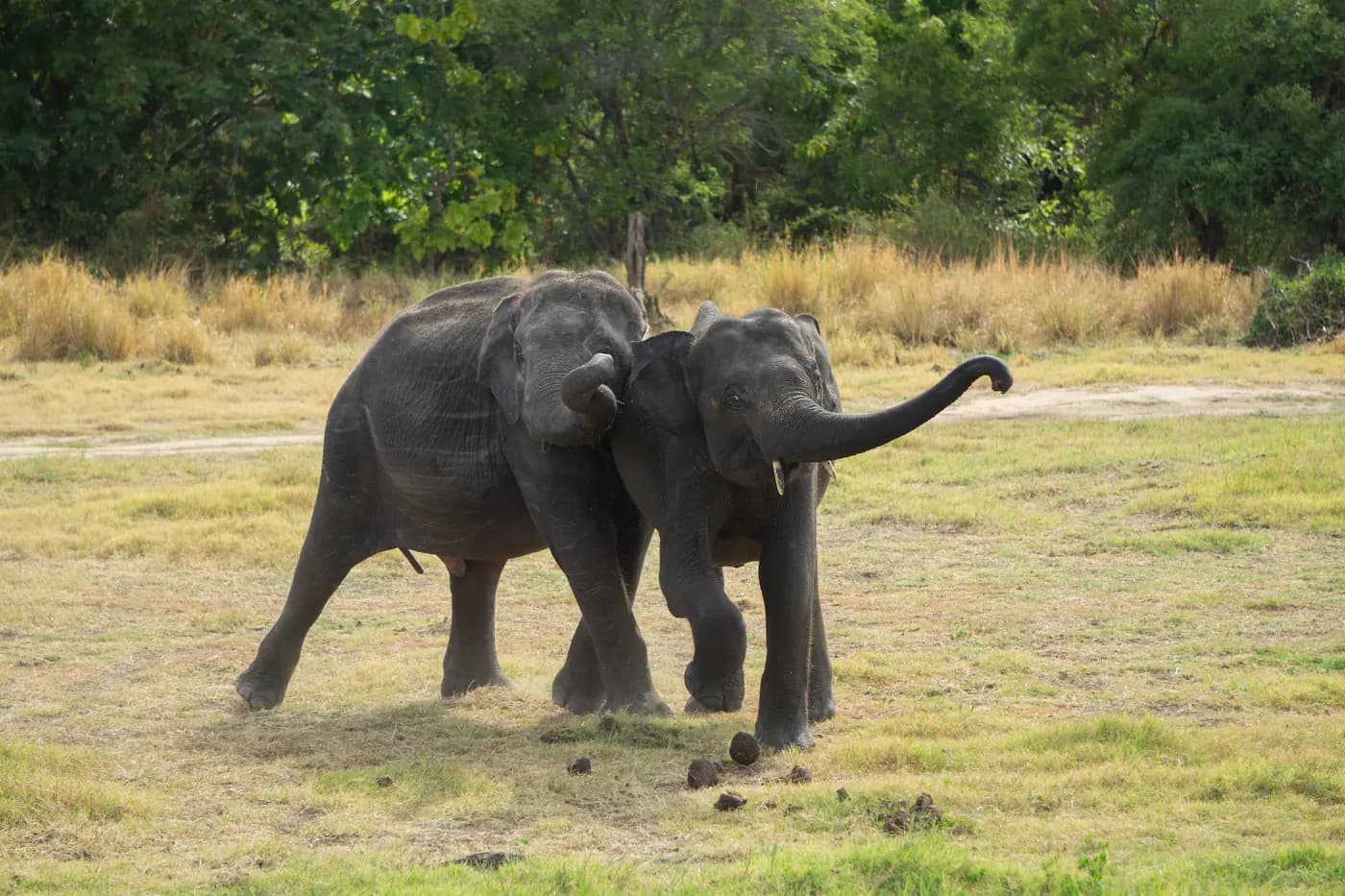 Two wild elephants walking across the Minneriya plains